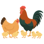 GAllinas en Libertad