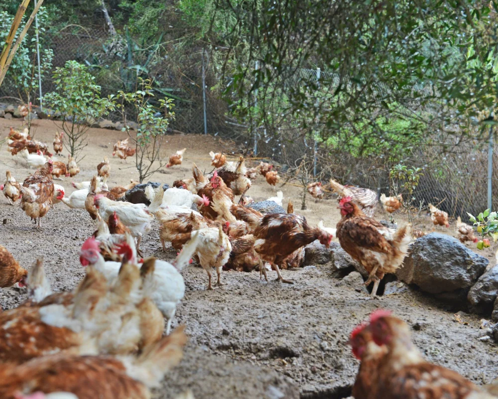 Granja ecológica de pollos